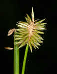 Pine barren flatsedge